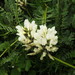 Astragalus garbancillo - Photo (c) Rob Westerduijn, algunos derechos reservados (CC BY-NC), subido por Rob Westerduijn