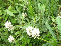 Astragalus garbancillo