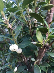 Robsonodendron maritimum