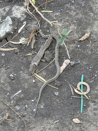 Checkered Garter Snake
