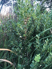 Robsonodendron maritimum