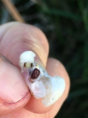 Robsonodendron maritimum