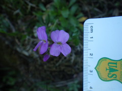 Arabis blepharophylla