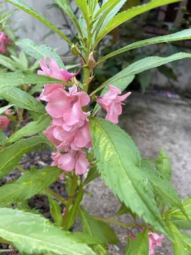 Impatiens balsamina observed 2022-04-08