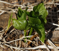 Trillium camschatcense
