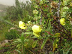 Calceolaria deflexa