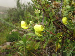 Calceolaria deflexa