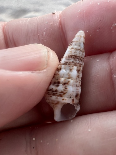 Cerithium atratum observed 2026-09-07