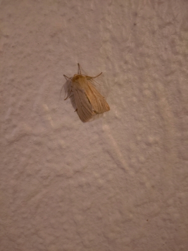 Common Wainscot