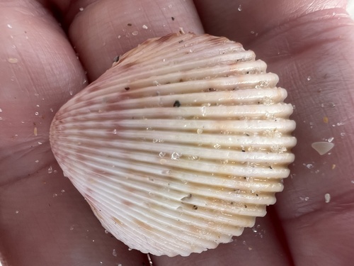 Dallocardia muricata observed 2026-09-07