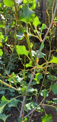 Muehlenbeckia rhyticarya