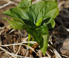 Trillium camschatcense