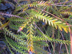 Banksia arctotidis