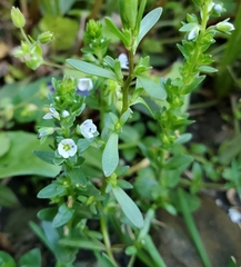 Veronica peregrina