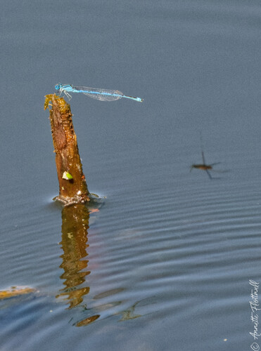 Goblet-marked Damselfly