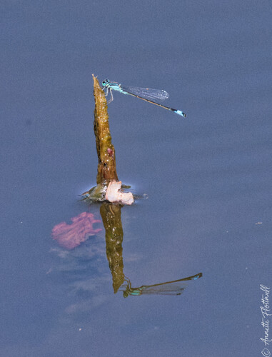 Blue-tailed Damselfly