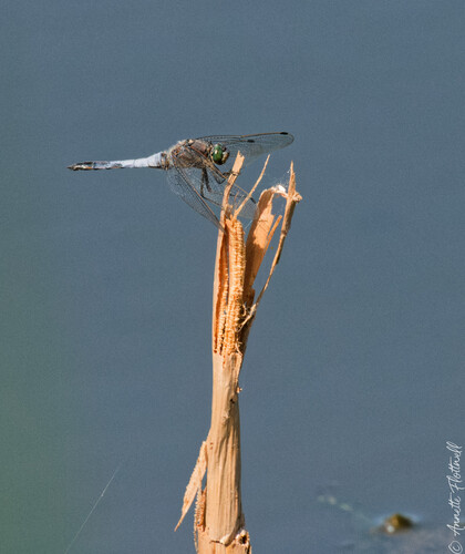 Black-tailed Skimmer