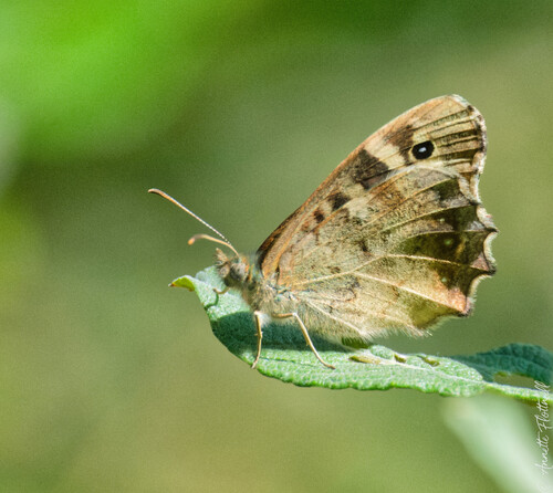 Speckled Wood