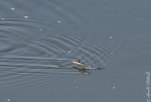 lake pondskater