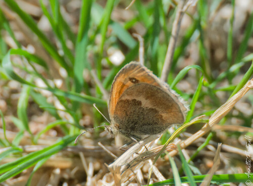 Small Heath