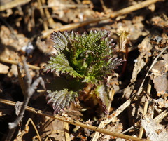Urtica platyphylla