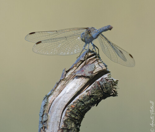 Common Darter