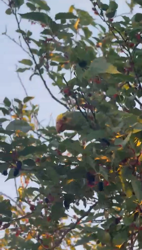 Yellow-faced Parrot
