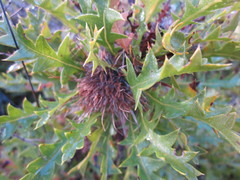 Banksia armata