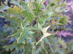 Banksia armata