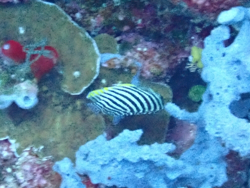 Paracentropyge multifasciata observed 2026-09-07