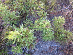 Banksia armata
