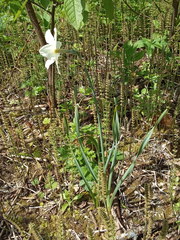 Narcissus × incomparabilis