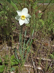 Narcissus × incomparabilis