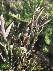 Montinia caryophyllacea