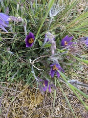 Pulsatilla vulgaris