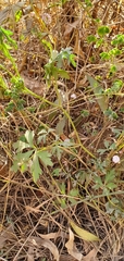Trachymene procumbens