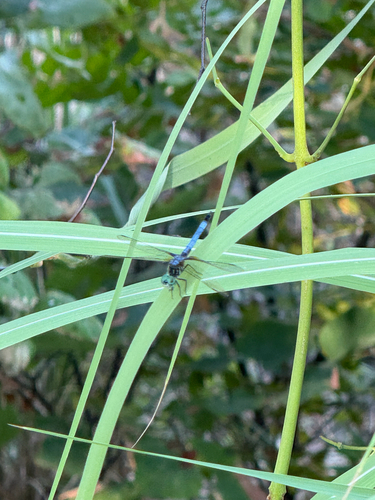 Blue Dasher