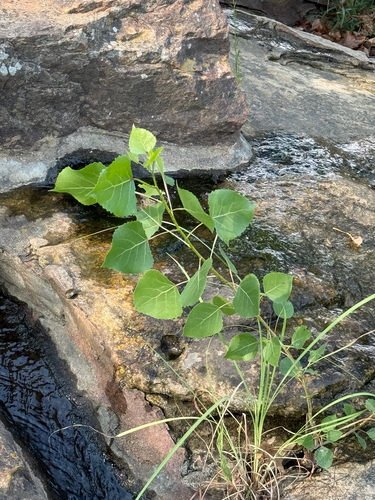 Eastern Cottonwood