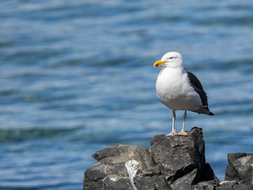 iNaturalist image
