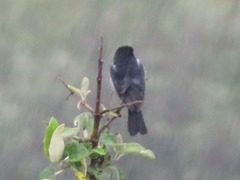 Diglossa brunneiventris