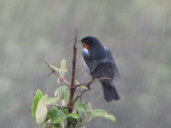 Diglossa brunneiventris