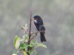 Diglossa brunneiventris