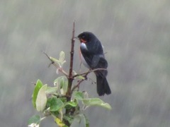 Diglossa brunneiventris