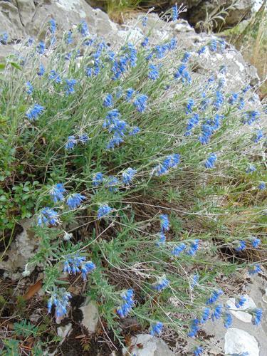 Image of Moltkia petraea by no rights reserved
