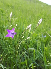 Campanula stevenii