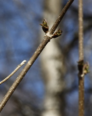 Sambucus kamtschatica