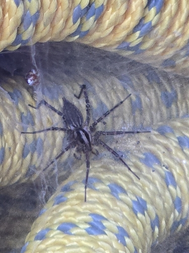 Grass Spiders