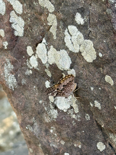 Hackberry Emperor