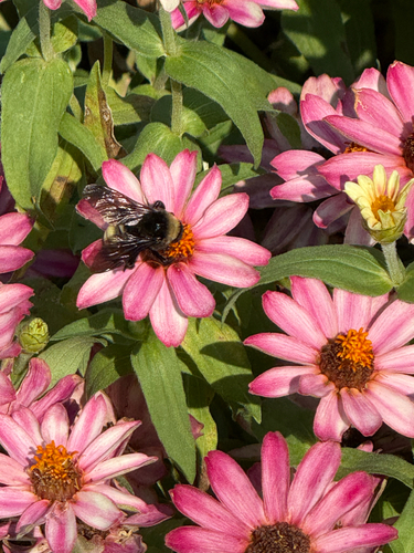 American Bumble Bee