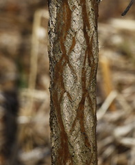 Sambucus kamtschatica